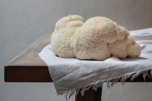 Big Lions Mane mushroom sitting on the corner of a wooden table